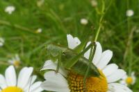 Tettigonia viridissima