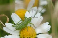 Tettigonia viridissima