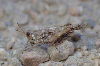 Paratettix meridionalis