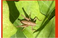 Pholidoptera griseoaptera