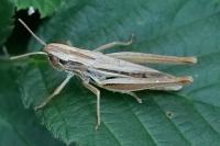 Euchorthippus declivus