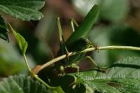 Tettigonia viridissima