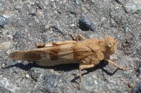 Oedipoda caerulescens