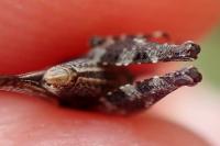 Tetrix ceperoi