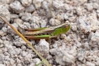 Pseudochorthippus parallelus