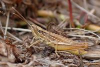 Euchorthippus elegantulus