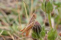 Euchorthippus declivus