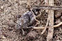 Oedipoda caerulescens