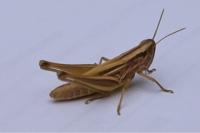 Euchorthippus declivus