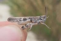 Aiolopus thalassinus