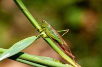 Conocephalus fuscus