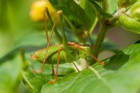 Leptophyes punctatissima