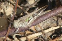 Aiolopus thalassinus