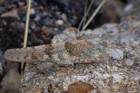 Sphingonotus caerulans