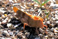 Oedipoda caerulescens