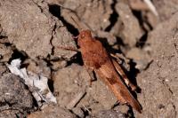 Oedipoda caerulescens