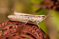 Euchorthippus elegantulus