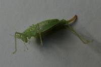 Meconema meridionale