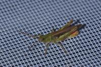 Chorthippus dorsatus