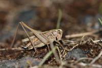 Tessellana tessellata