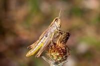 Pseudochorthippus parallelus