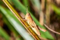 Gomphocerippus rufus