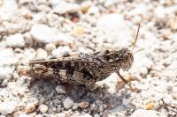 Calliptamus barbarus