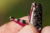 Calliptamus barbarus