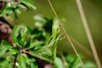 Phaneroptera falcata