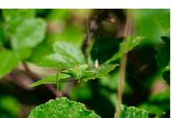 Phaneroptera falcata