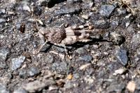 Oedipoda caerulescens