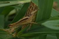 Euchorthippus elegantulus