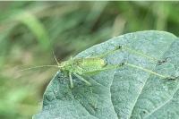 Leptophyes punctatissima