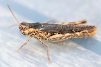 Gomphocerippus brunneus