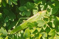 Tettigonia viridissima