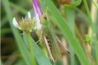 Pseudochorthippus parallelus