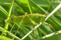 Phaneroptera falcata