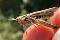 Gomphocerippus brunneus