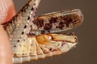 Calliptamus italicus