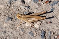 Euchorthippus elegantulus