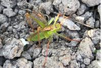 Leptophyes punctatissima