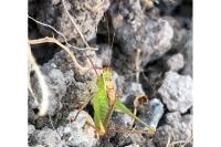 Leptophyes punctatissima