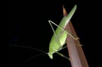 Phaneroptera falcata