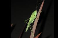 Phaneroptera falcata