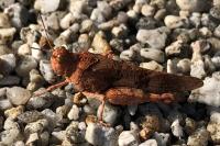 Oedipoda caerulescens