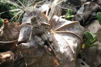 Oedipoda caerulescens