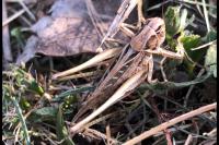 Tessellana tessellata