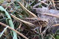 Tessellana tessellata