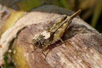 Tetrix subulata