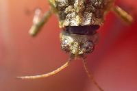 Tetrix subulata